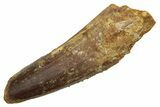 Fossil Spinosaurus Tooth - Real Dinosaur Tooth #235042-1